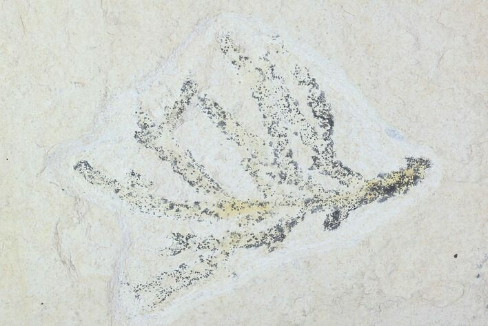 Fossil Plant (Brachyphyllum) - Solnhofen Limestone, Germany #100791